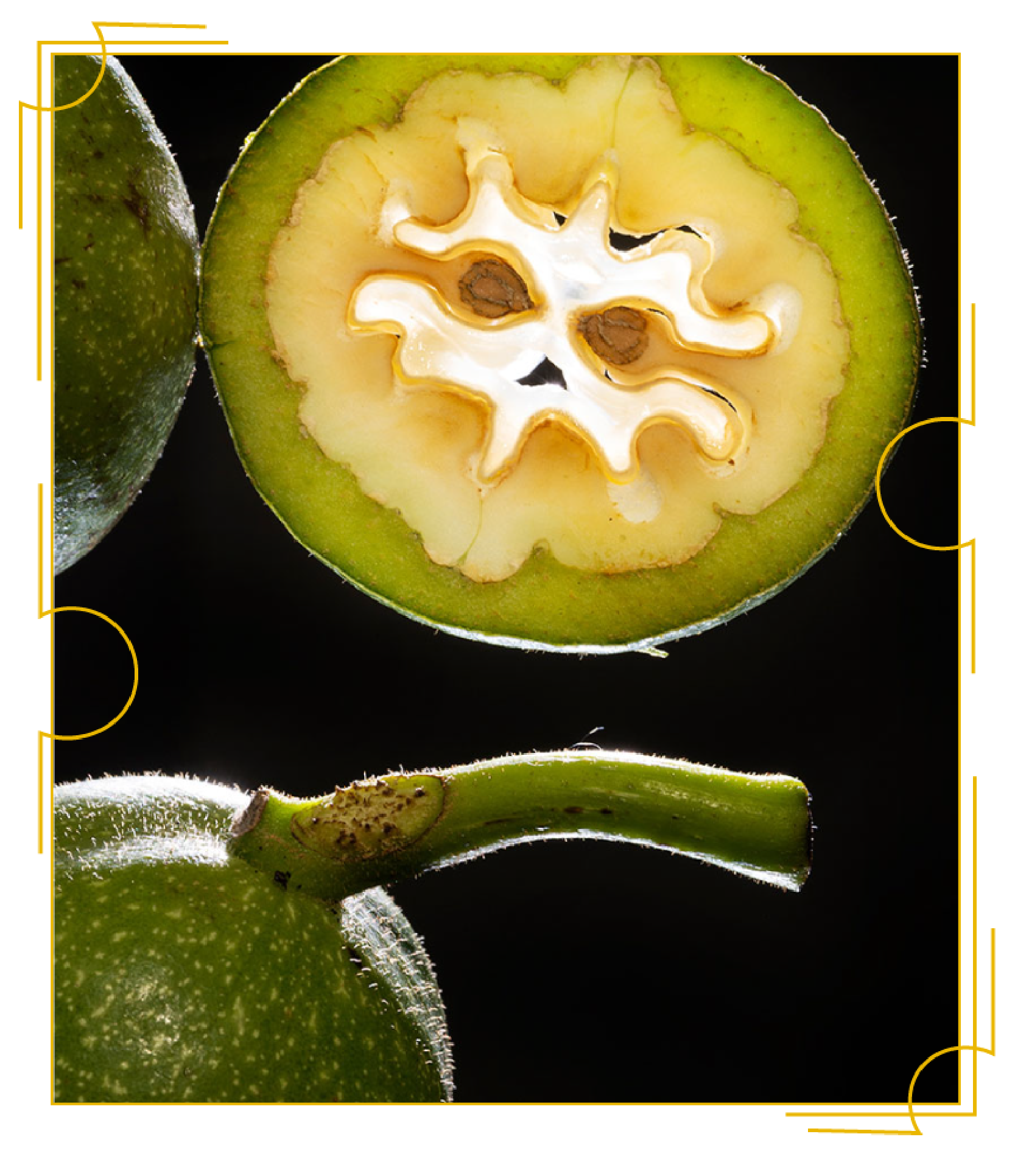 calidad_ingredientes